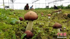 市场监管总局：慎防食用野生蘑菇引发的食物中毒