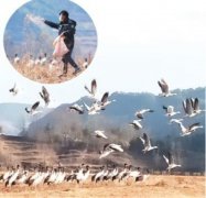 云南会泽：疫情中守护黑颈鹤