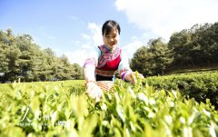 云南巍山：彝族茶农开采高山生态茶