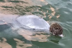 礼多人不怪！澳海豚从水里给人们＂带礼物＂换取美食